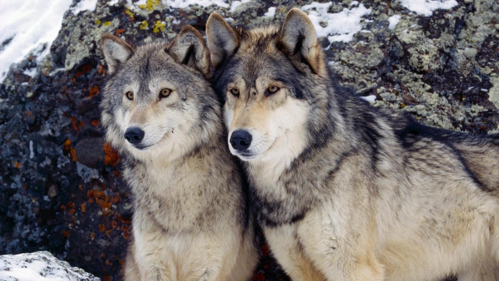 animales mamífero lobo animal salvaje naturaleza vida silvestre canino frosty perro depredador nieve retrato gris