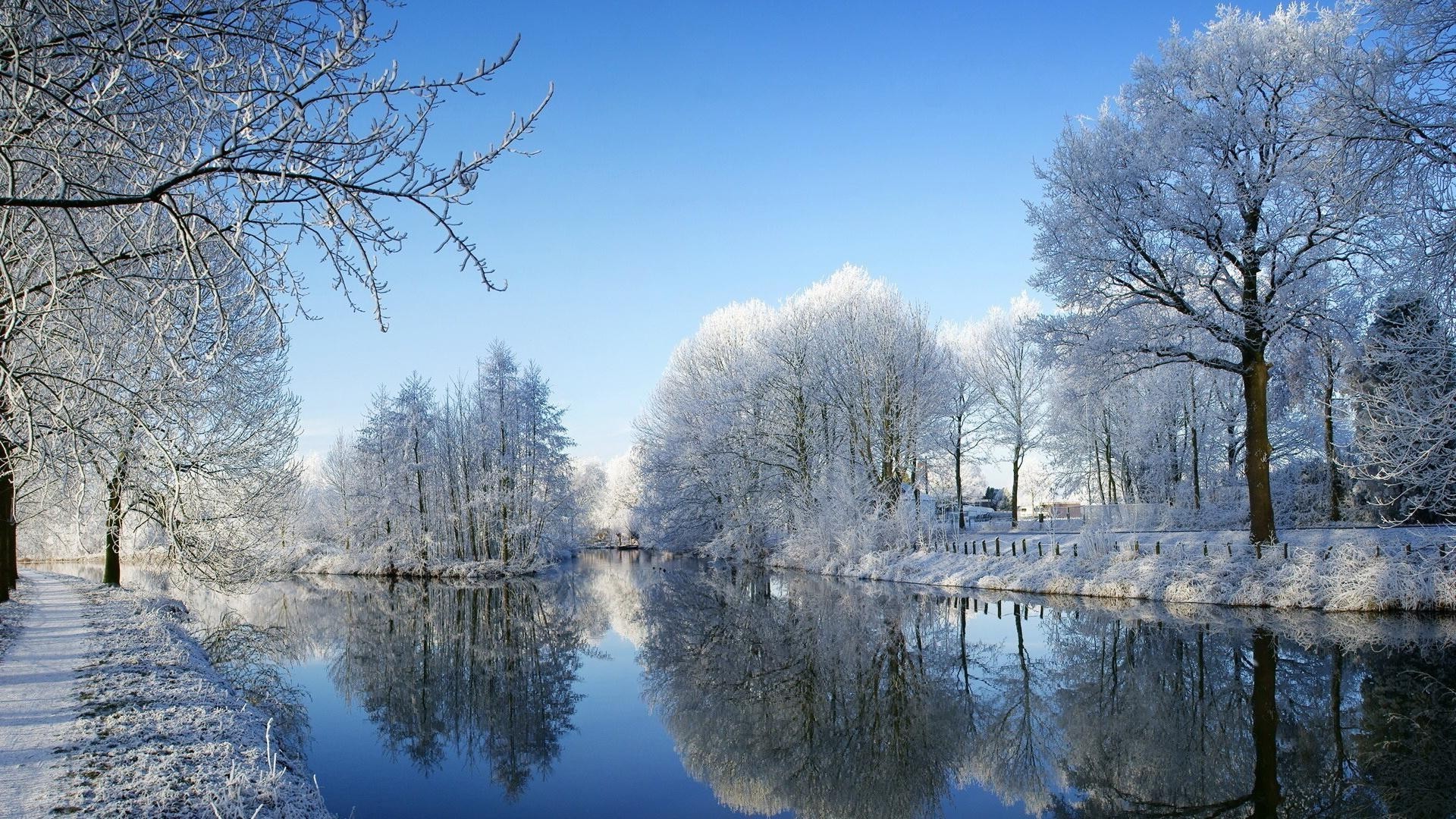 冬天 雪 冷 木材 霜 木材 景观 季节 自然 冰冻 天气 冰 树枝 风景如画 公园 场景 明亮 好天气