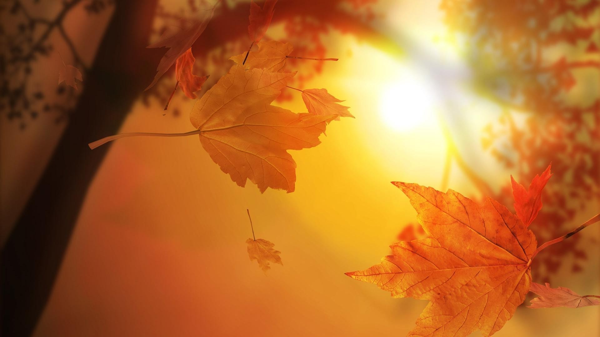 листья осень лист кленовый природа цвет размытость дерево солнце свет цветок аннотация на открытом воздухе яркий флора красивые рабочего стола искусство