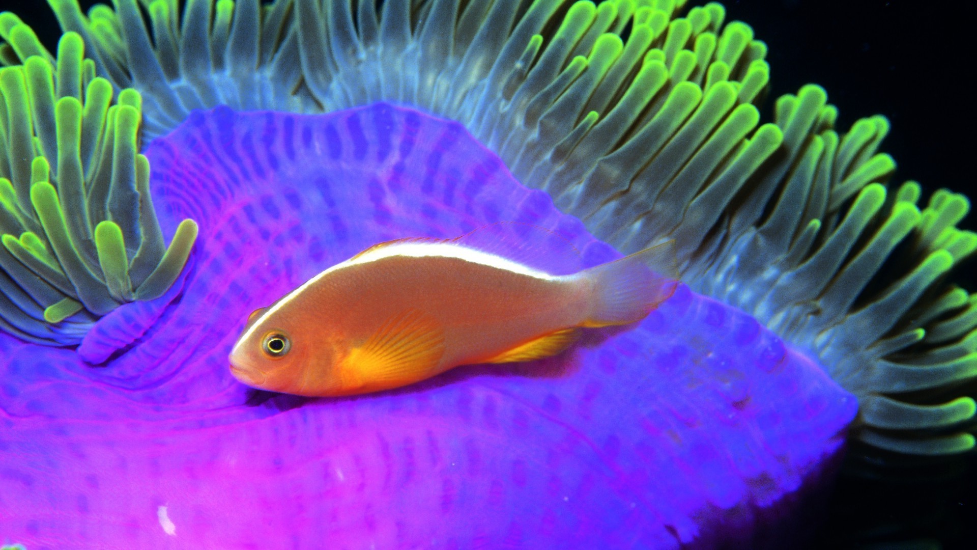 animales bajo el agua peces acuario océano coral arrecife invertebrados mar agua natación tropical acuático vida silvestre biología buceo marina anémona animal tanque