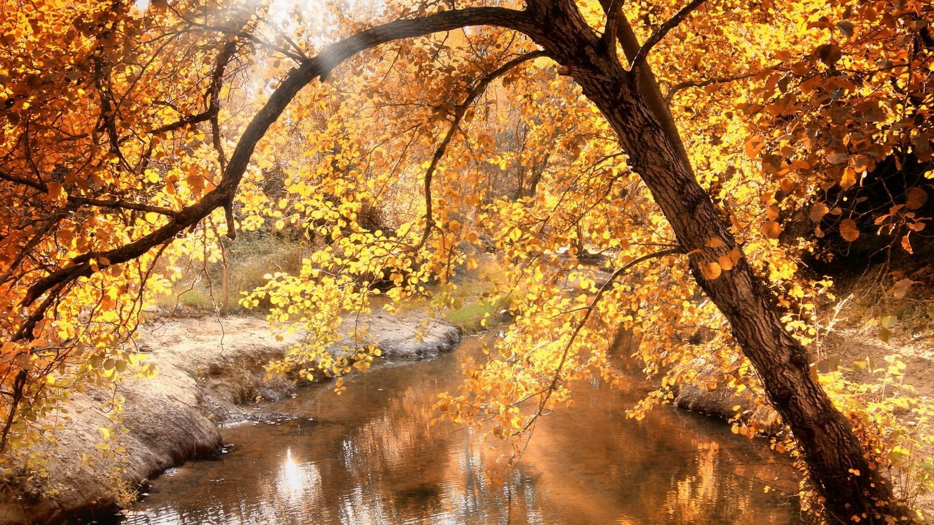 реки пруды и ручьи прудов и ручьев осень дерево лист пейзаж природа сезон парк древесины филиал золото на открытом воздухе кленовый живописный среды пейзажи хорошую погоду рассвет