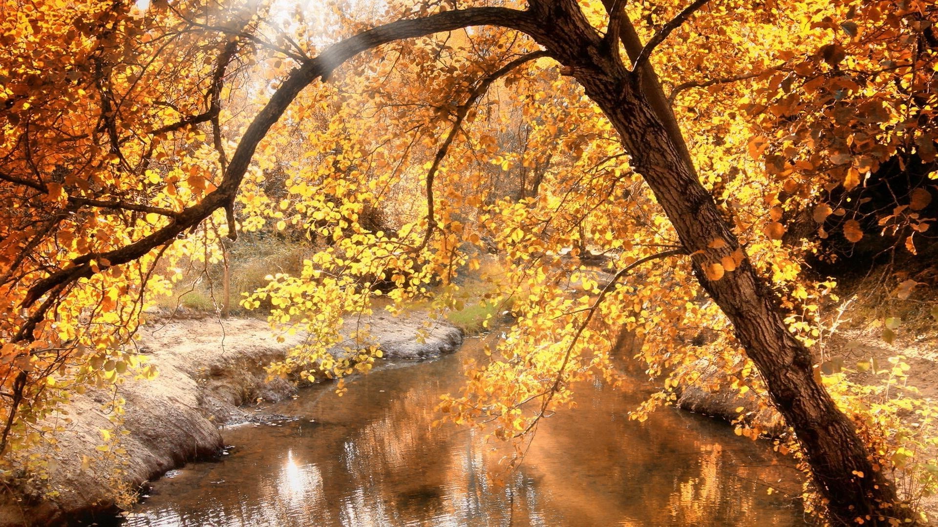 rivers ponds and streams fall tree leaf landscape nature season park wood branch gold outdoors maple scenic environment scenery fair weather dawn