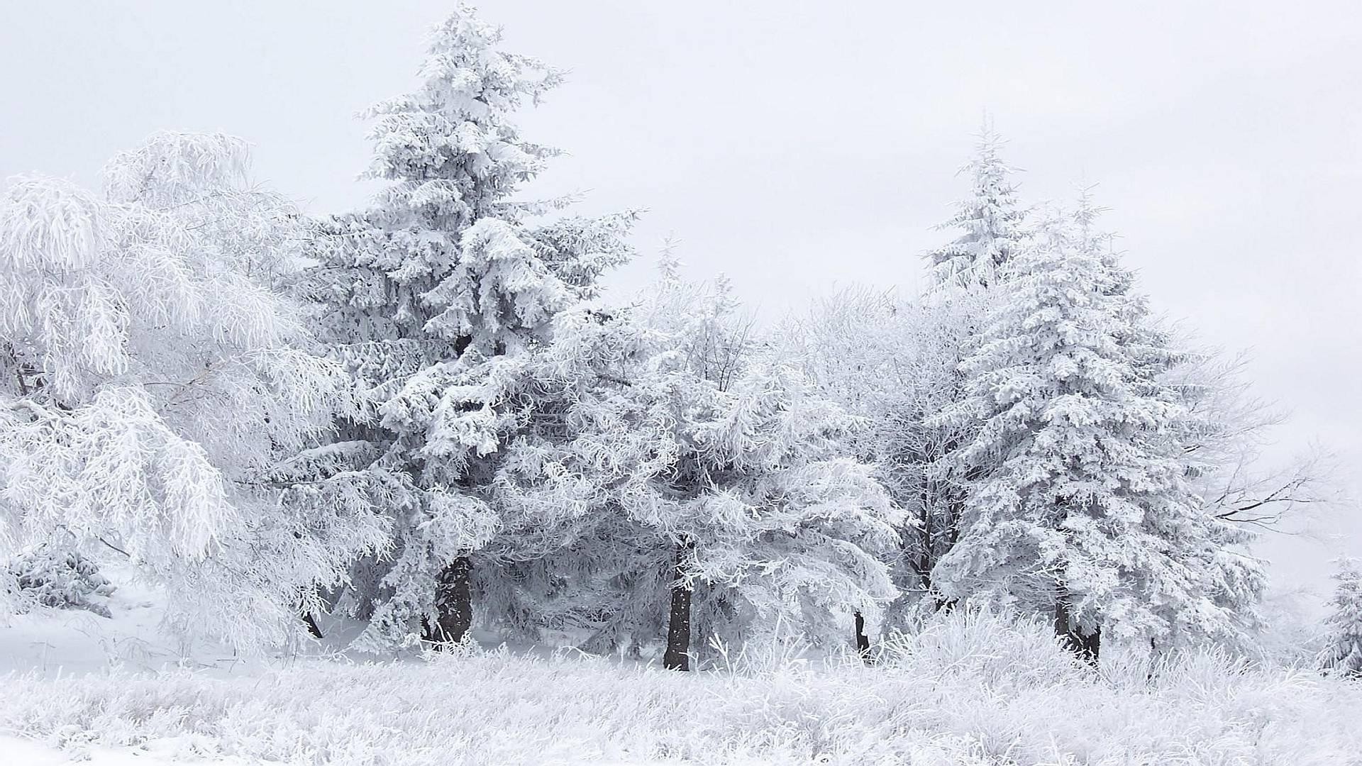 winter schnee frost kälte gefroren baum eis saison holz wetter landschaft kiefer schnee-weiß eisig frostig fichte schneesturm verschneit