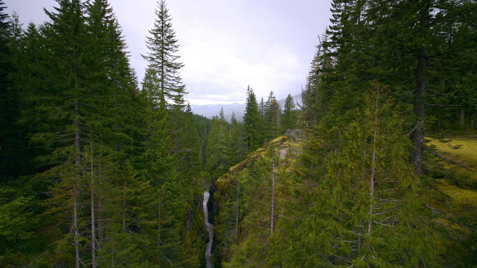 trees nature wood conifer outdoors landscape tree wild summer evergreen travel sky fair weather leaf mountain scenic park hike fall