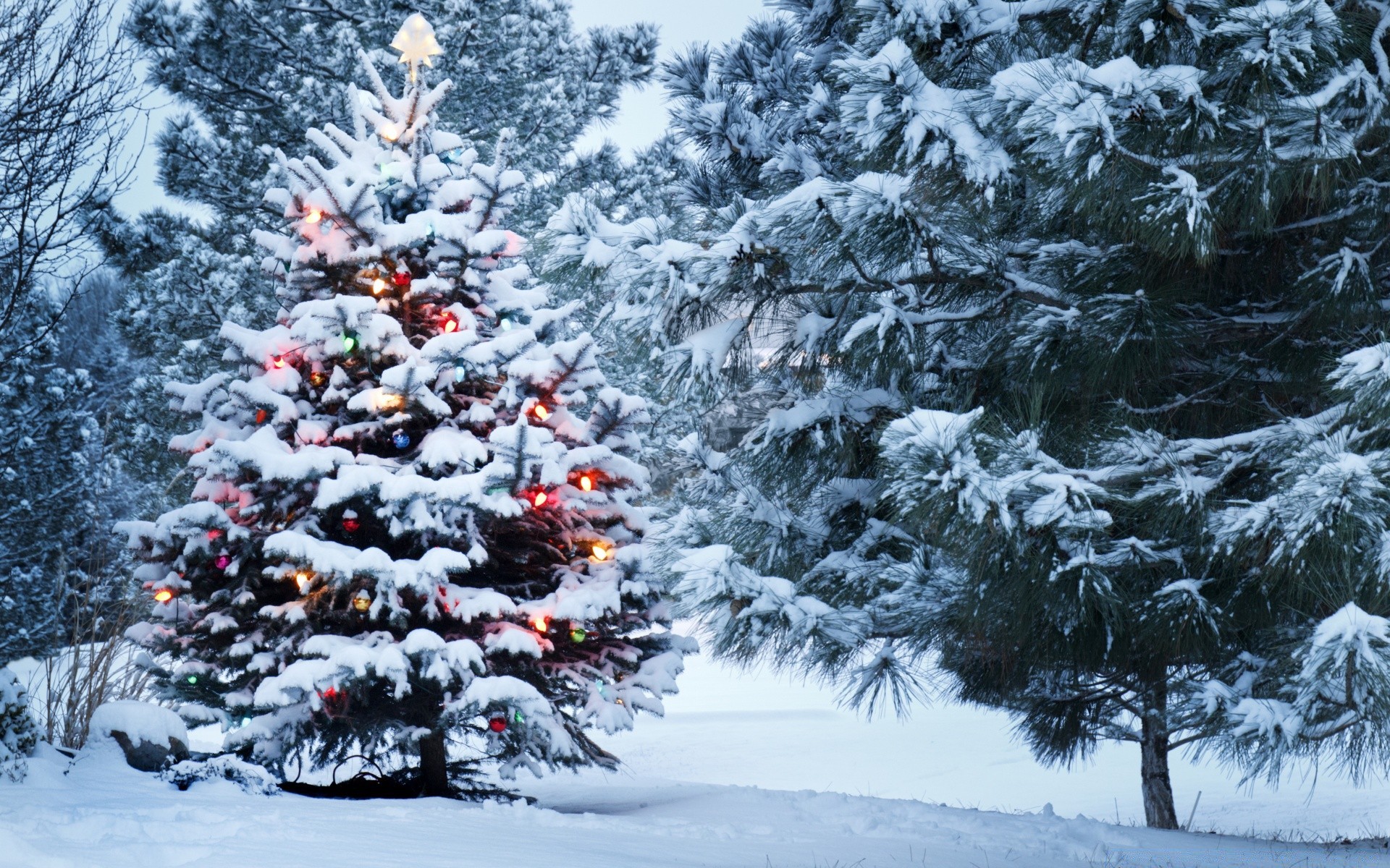 natal inverno neve geada pinheiro abeto frio árvore temporada evergreen abeto congelado gelo coníferas madeira coníferas floco de neve tempo gelado