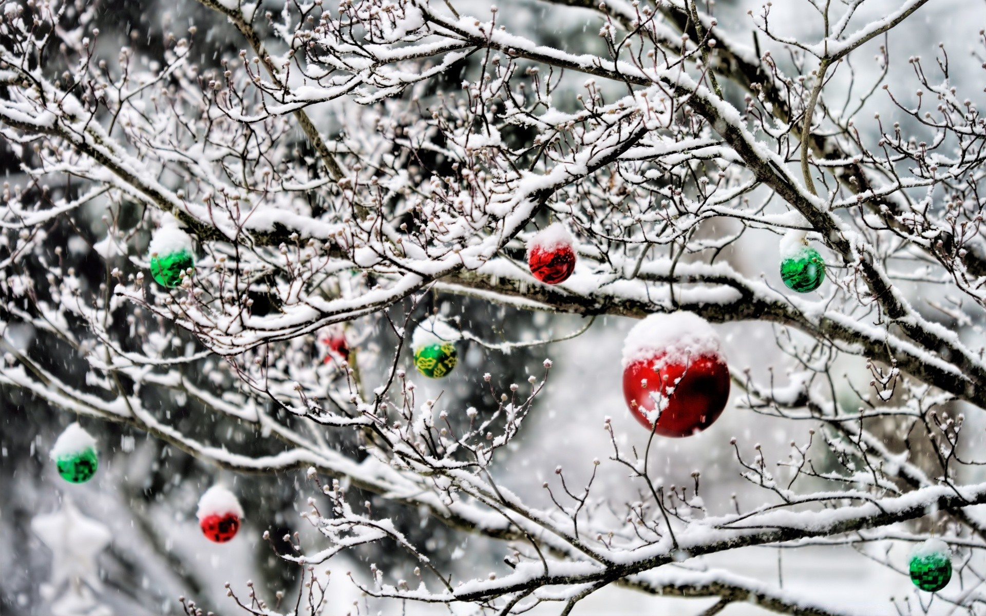 navidad invierno escarcha nieve árbol temporada rama frío naturaleza congelado escritorio