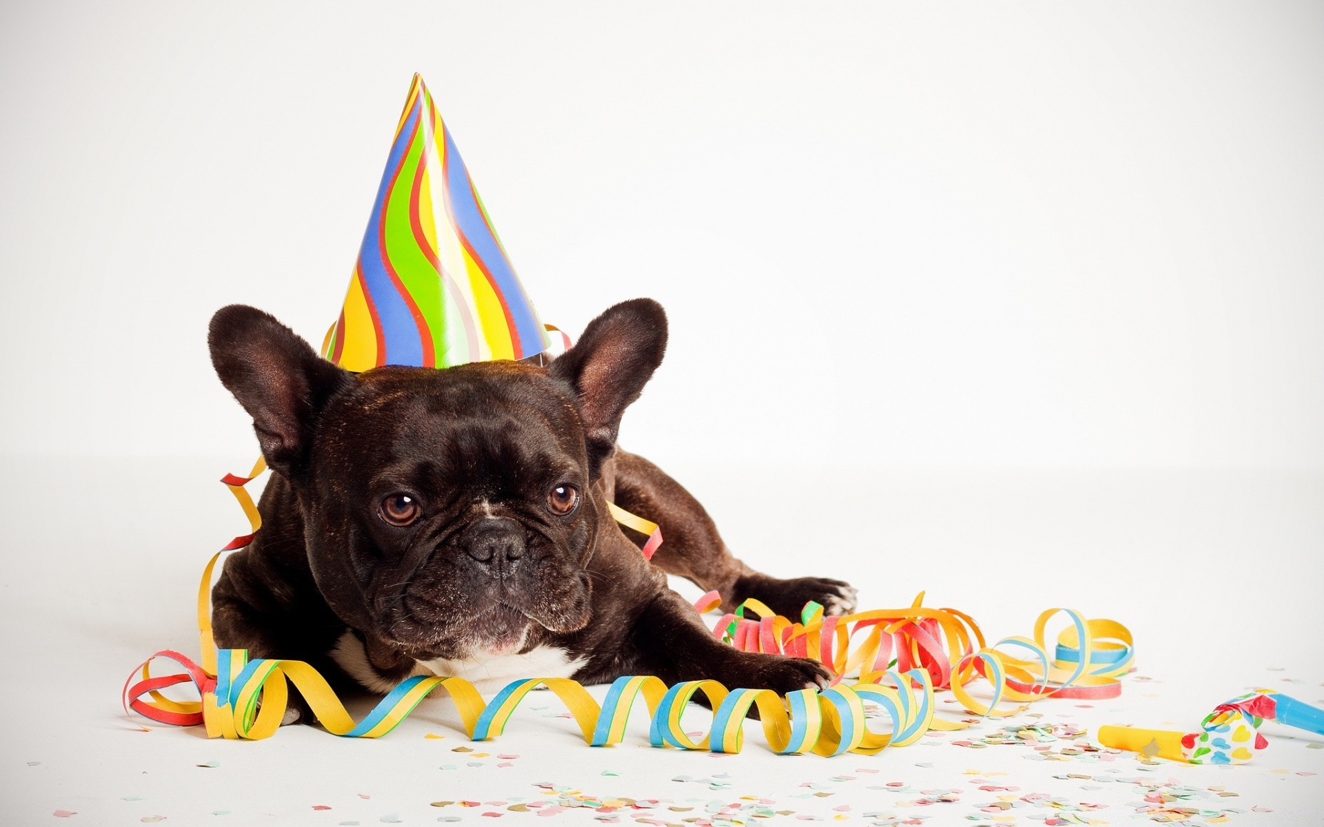 aniversário engraçado bonito cão pouco animal de estimação diversão brinquedo cinegrafista animal de estimação desktop