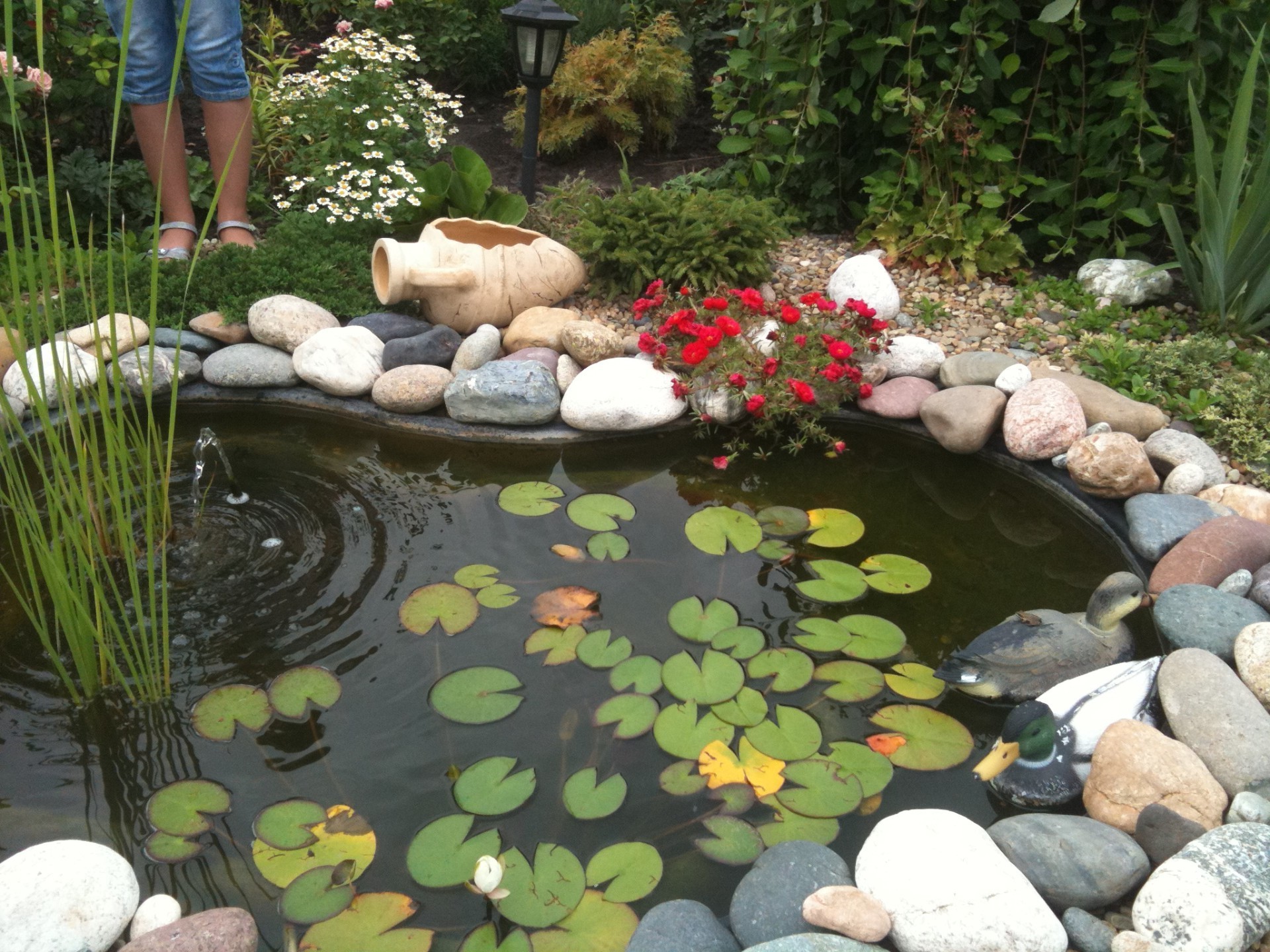 rivières étangs et ruisseaux étangs et ruisseaux jardin fleur eau piscine à l extérieur nature feuille herbe parc