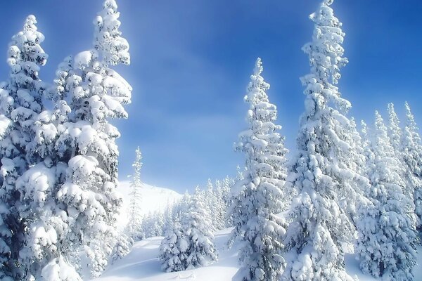 A frosty winter day in the forest