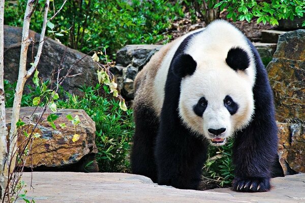 Ein natürlicher Zoo. Pandas