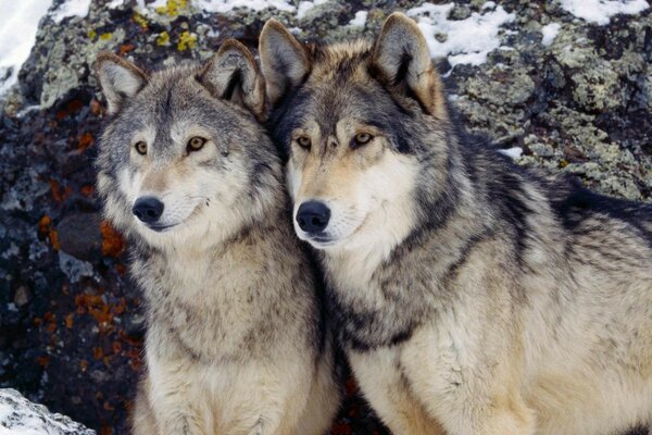 Loups sauvages parmi les rochers