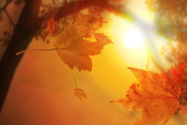 The autumn sun makes its way through the maple leaves