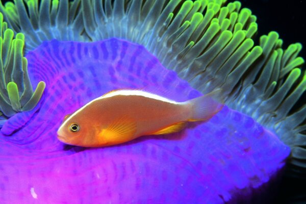 Poisson rouge dans le monde sous-marin