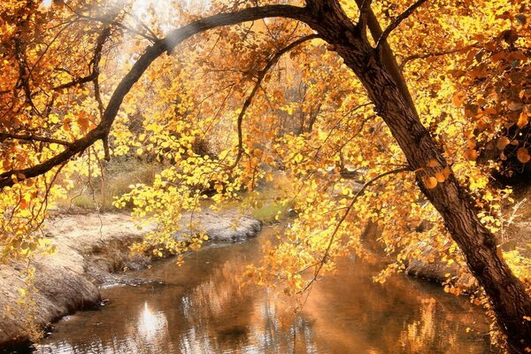 Ein kleiner Fluss und ein herbstlicher Wald