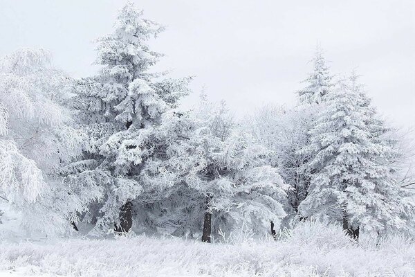 Frosty snowy winter has come to us