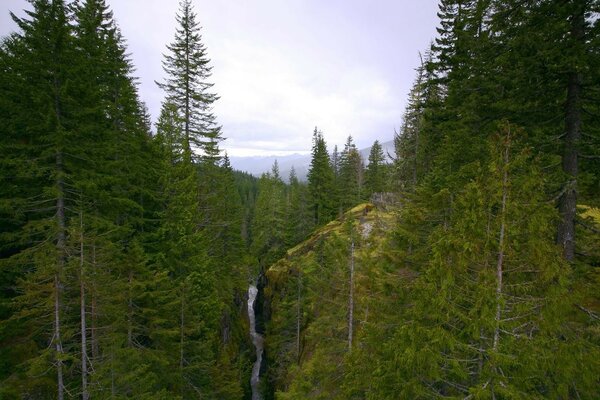 Natürliche Landschaft. Nadelwald