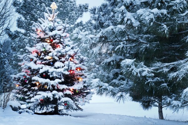 Pin de Noël dans une clairière enneigée