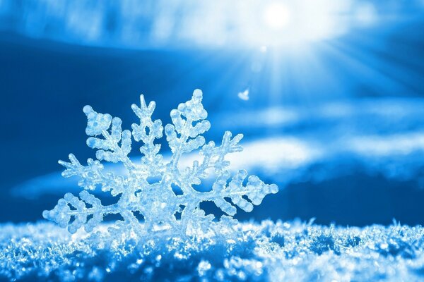 A cold snowflake in the winter frost on Christmas