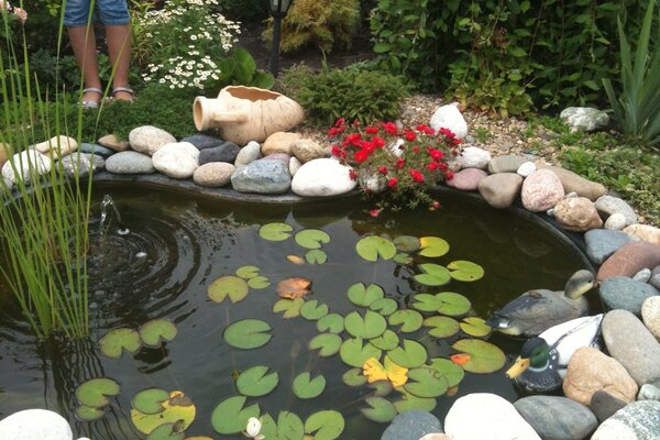 Artificial pond with water lilies and ducks