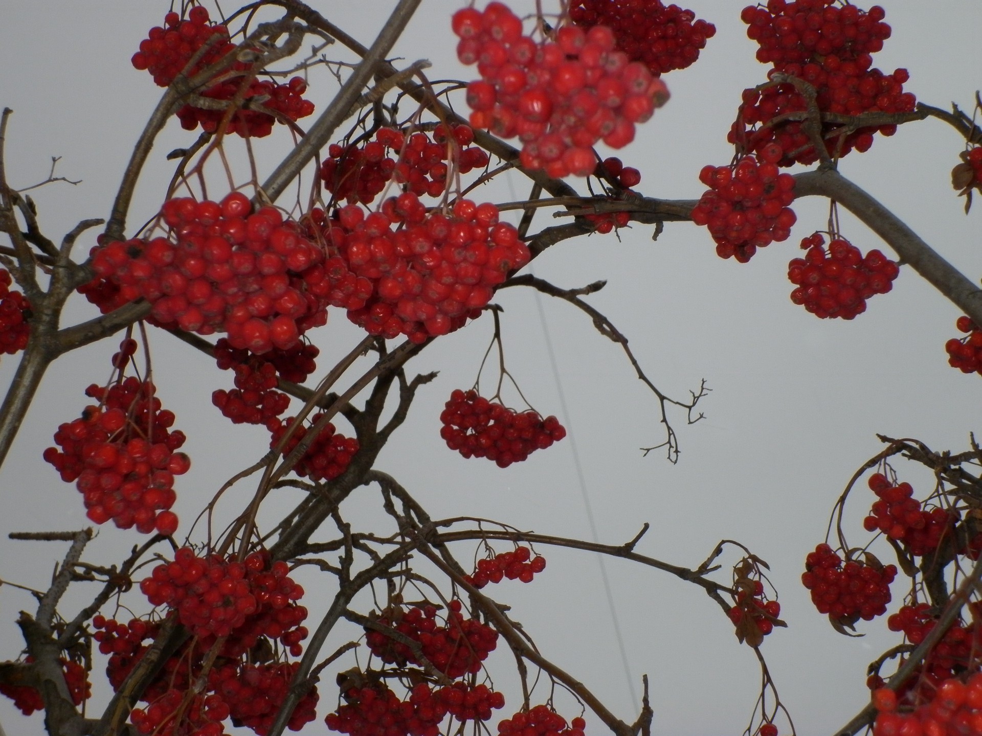 árboles ceniza de montaña ceniza de montaña rama fresno naturaleza árbol arbusto hoja temporada baya flora color espino salvaje invierno flor otoño brillante fruta