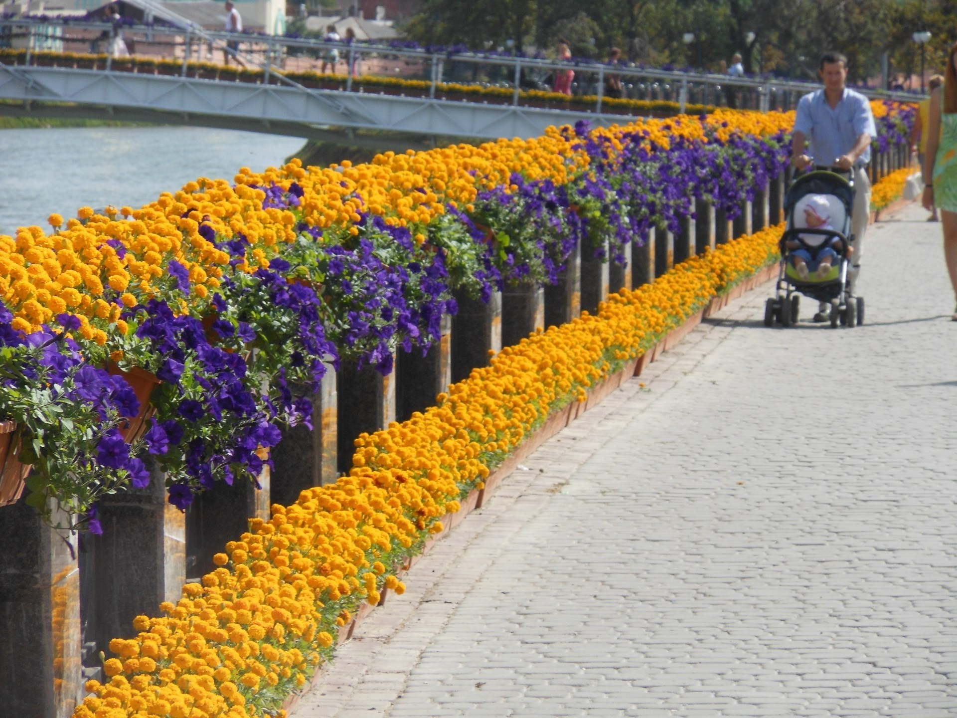 mar e oceano flor jardim ao ar livre flora muitos tulipa luz do dia paisagem cidade verão