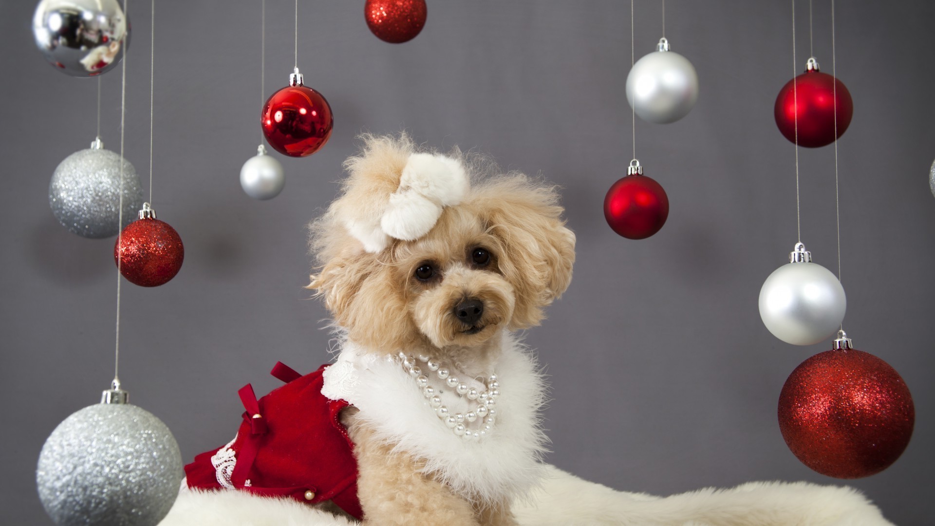 chiens noël hiver balle brille merry décoration neige vacances sphère bracelet nouvel an cadeau