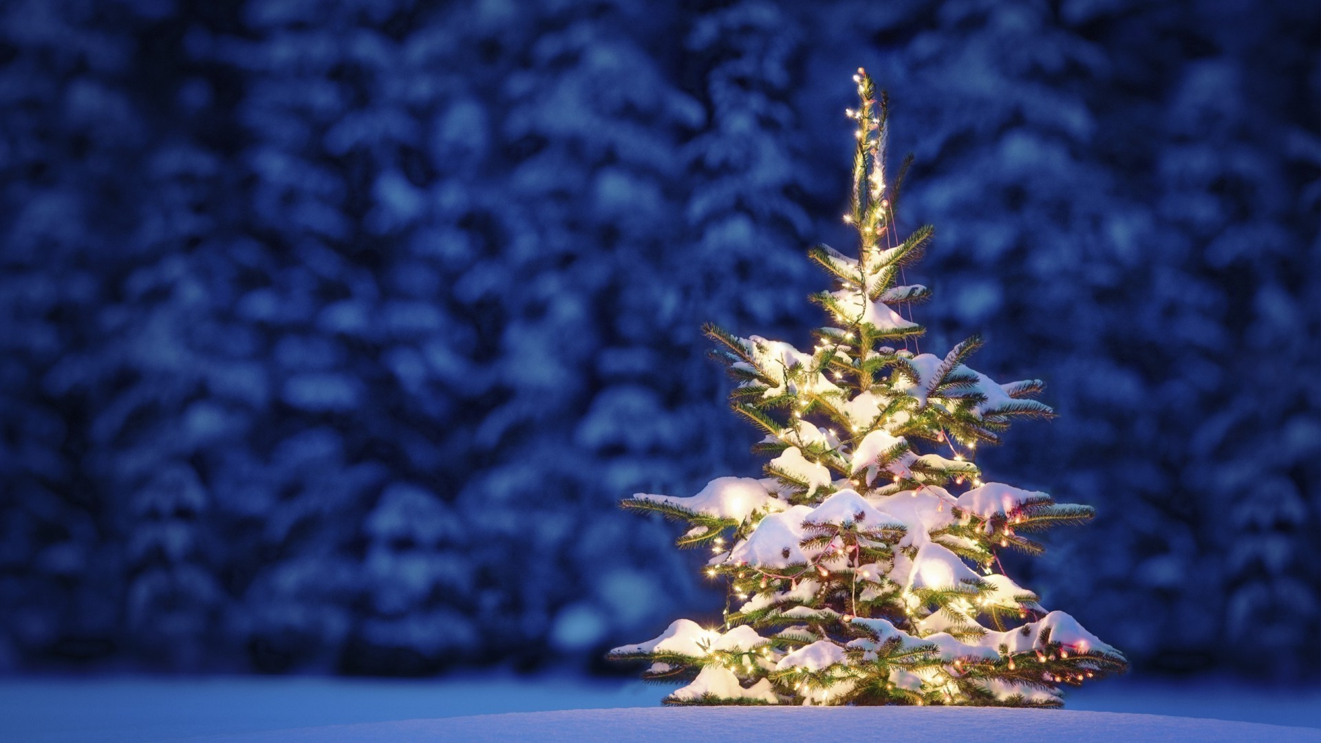 новый год зима на открытом воздухе дерево рабочего стола природа сезон рождество свет