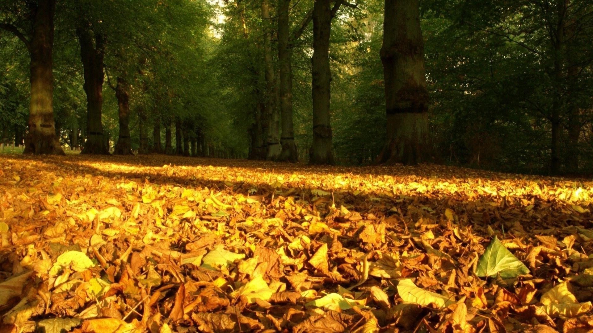 wald herbst blatt holz holz park natur im freien ahorn umwelt jahreszeit tageslicht landschaft gold gutes wetter üppig landschaftlich licht flora