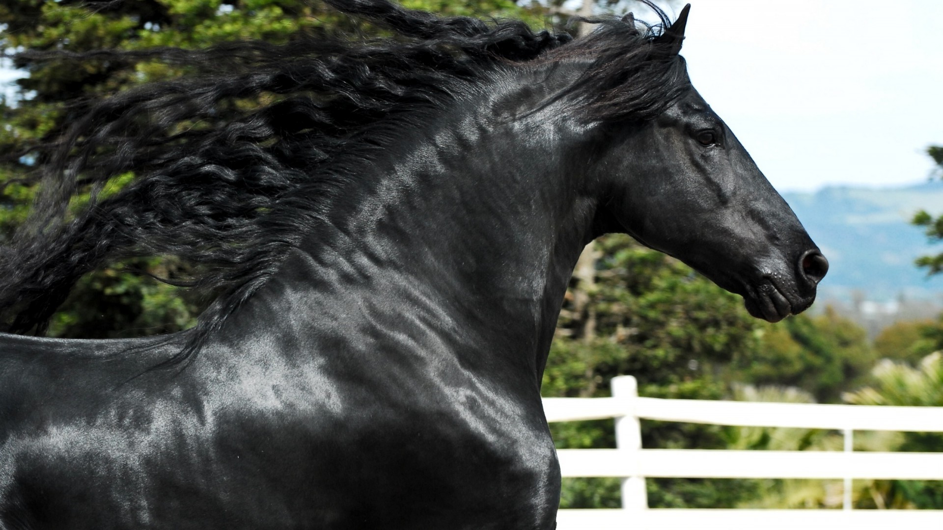 caballos naturaleza caballería al aire libre animal granja mamífero salvaje hierba hermoso