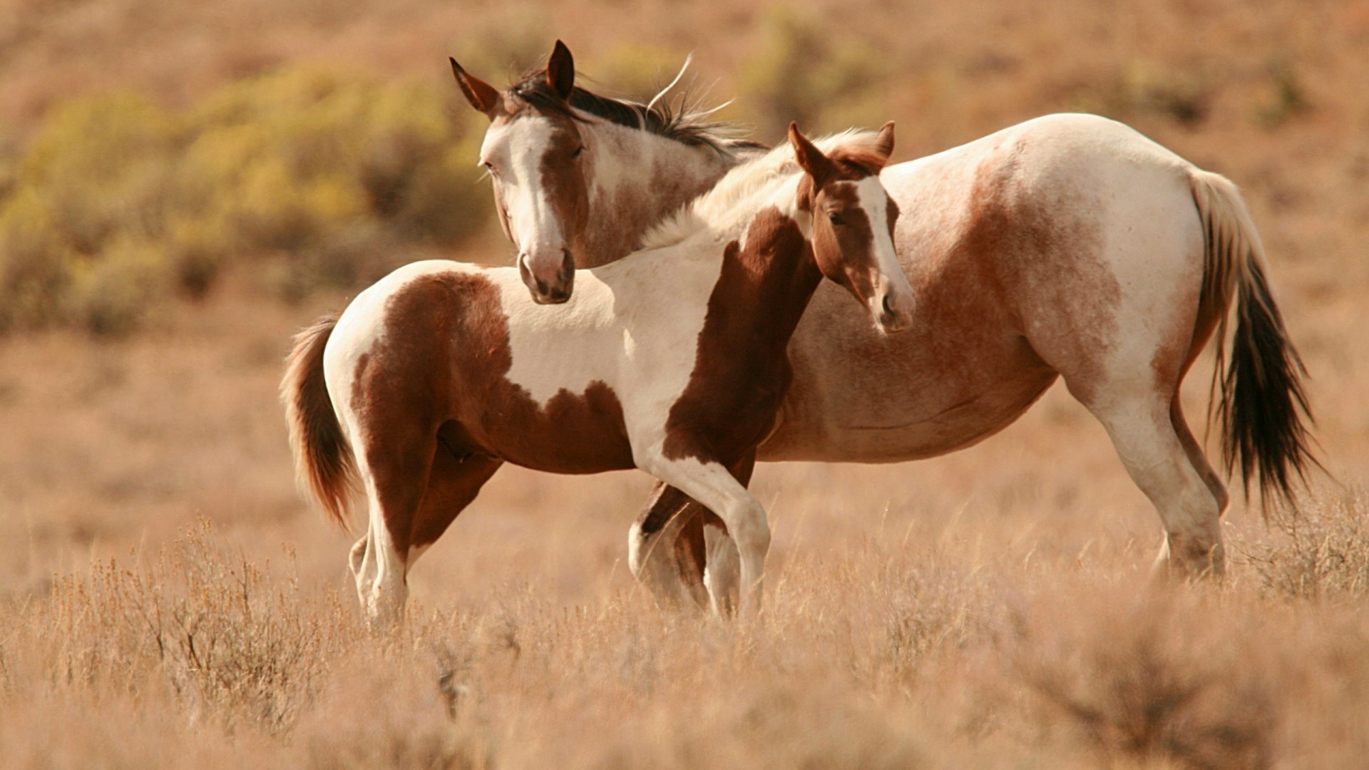 horses cavalry mammal mare animal equine horse farm grass stallion mane pasture hayfield foal field grassland equestrian chestnut wildlife livestock pony