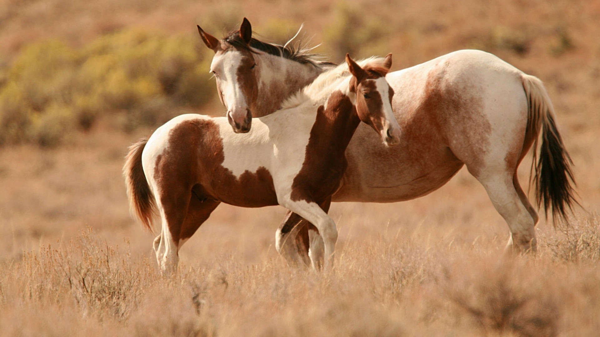 лошади конница млекопитающее маре животное коневодство лошадь ферма трава жеребец мане пастбище сенокос жеребенок поле пастбища конный каштан дикой природы живыми животными пони