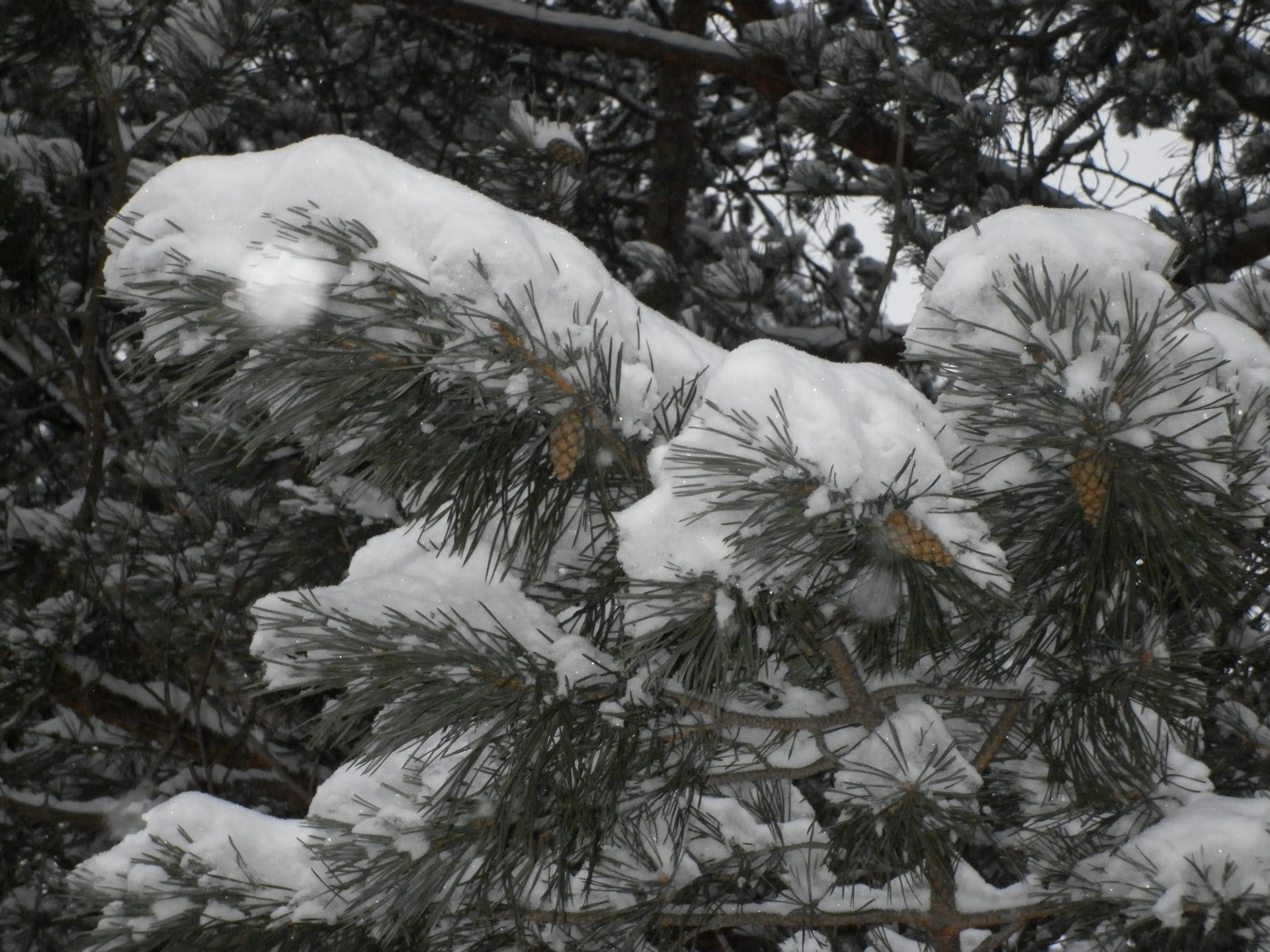 invierno nieve árbol escarcha navidad frío pino evergreen coníferas temporada clima abeto congelado hielo tormenta de nieve al aire libre rama coníferas abeto