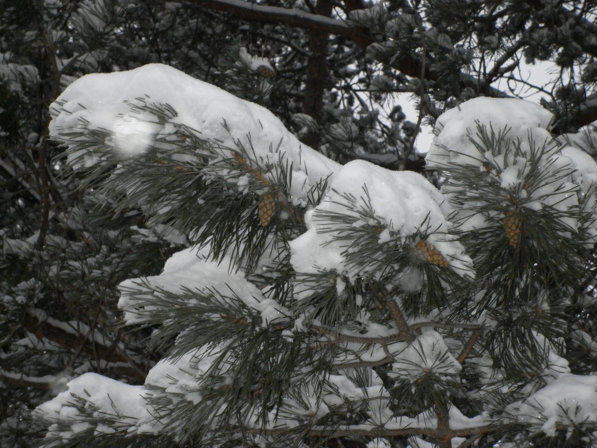 зима снег дерево мороз рождество холодная сосна эвергрин хвойные сезон погода пихта замороженные лед пургу на открытом воздухе филиал хвойные ели