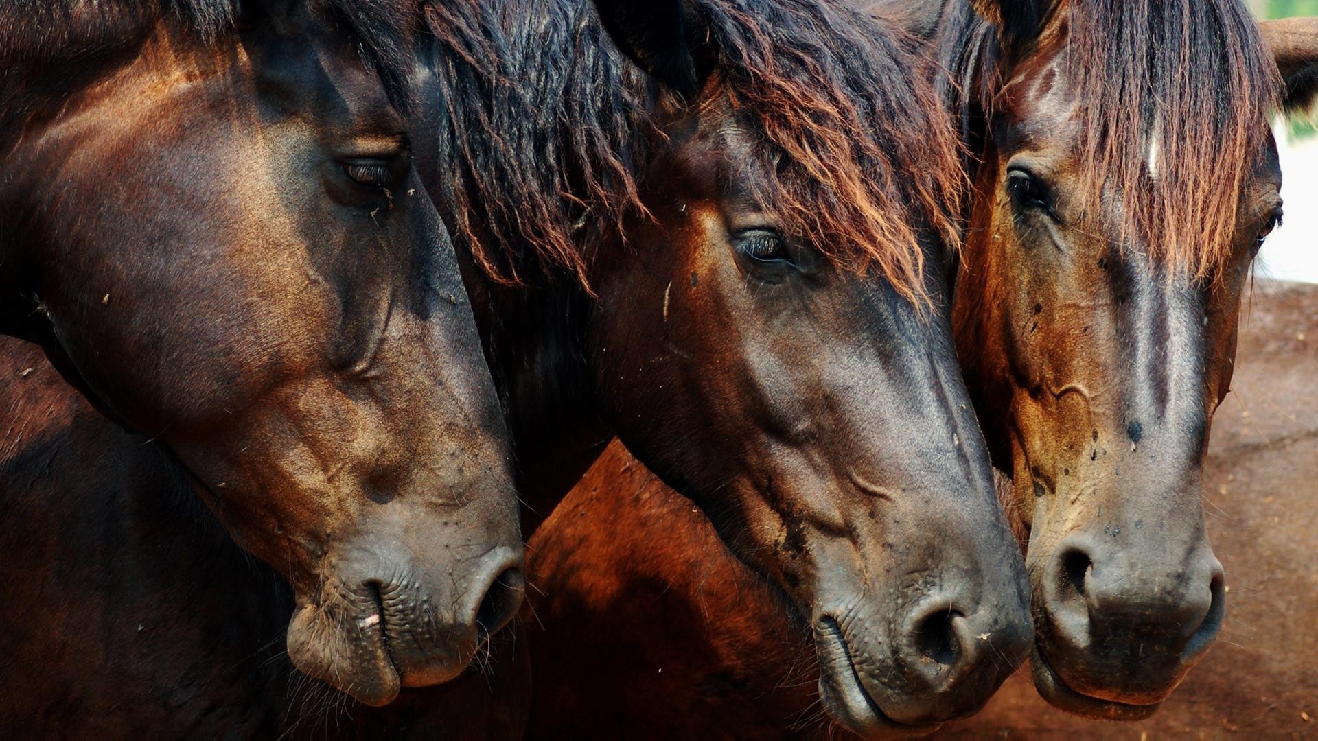 лошади млекопитающее конница маре один портрет ферма два живыми животными мане лошадь глава