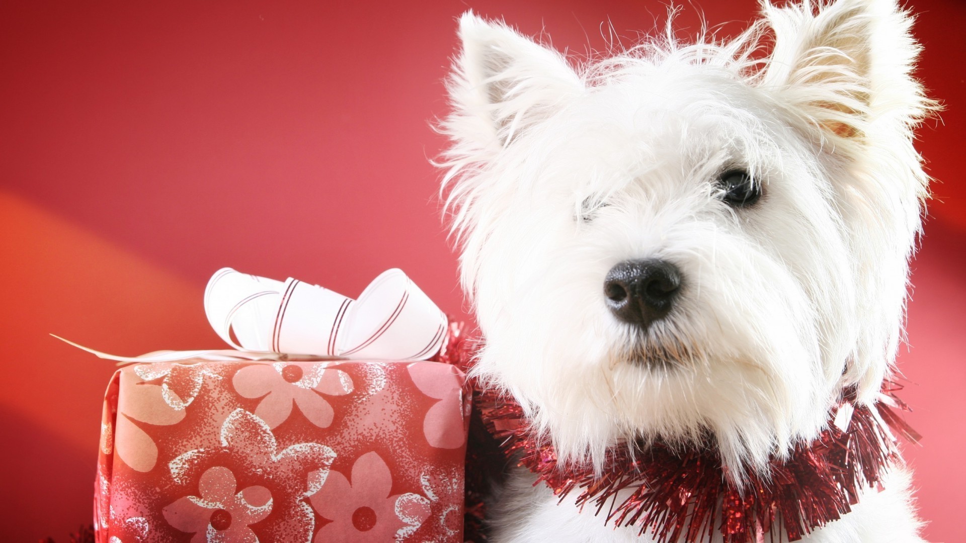 chien noël mignon animal cadeau chien petit animal de compagnie