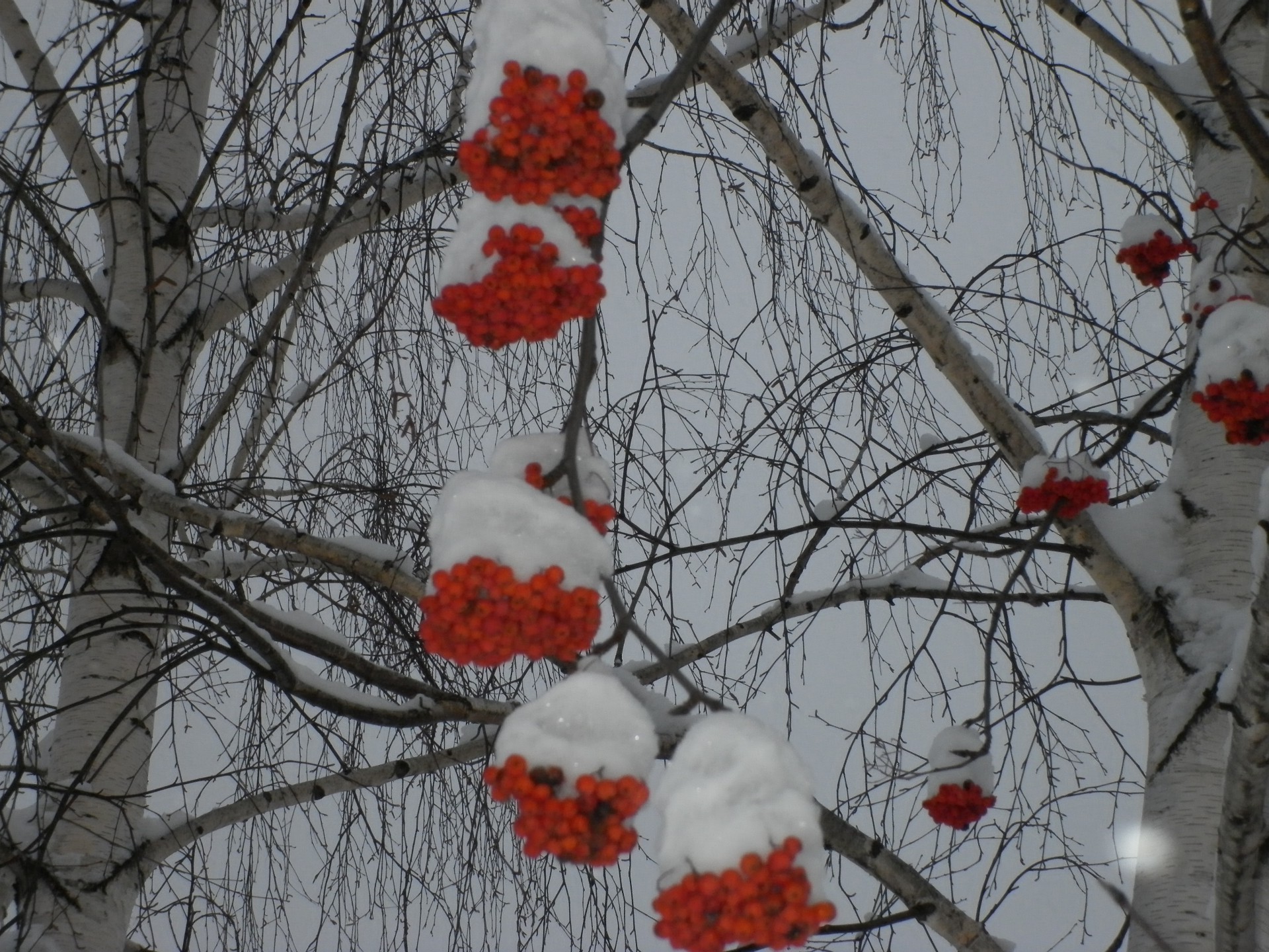 inverno albero ramo neve stagione gelo sorbo sorbo freddo autunno tempo legno natura foglia congelato ghiaccio cenere luminoso colore