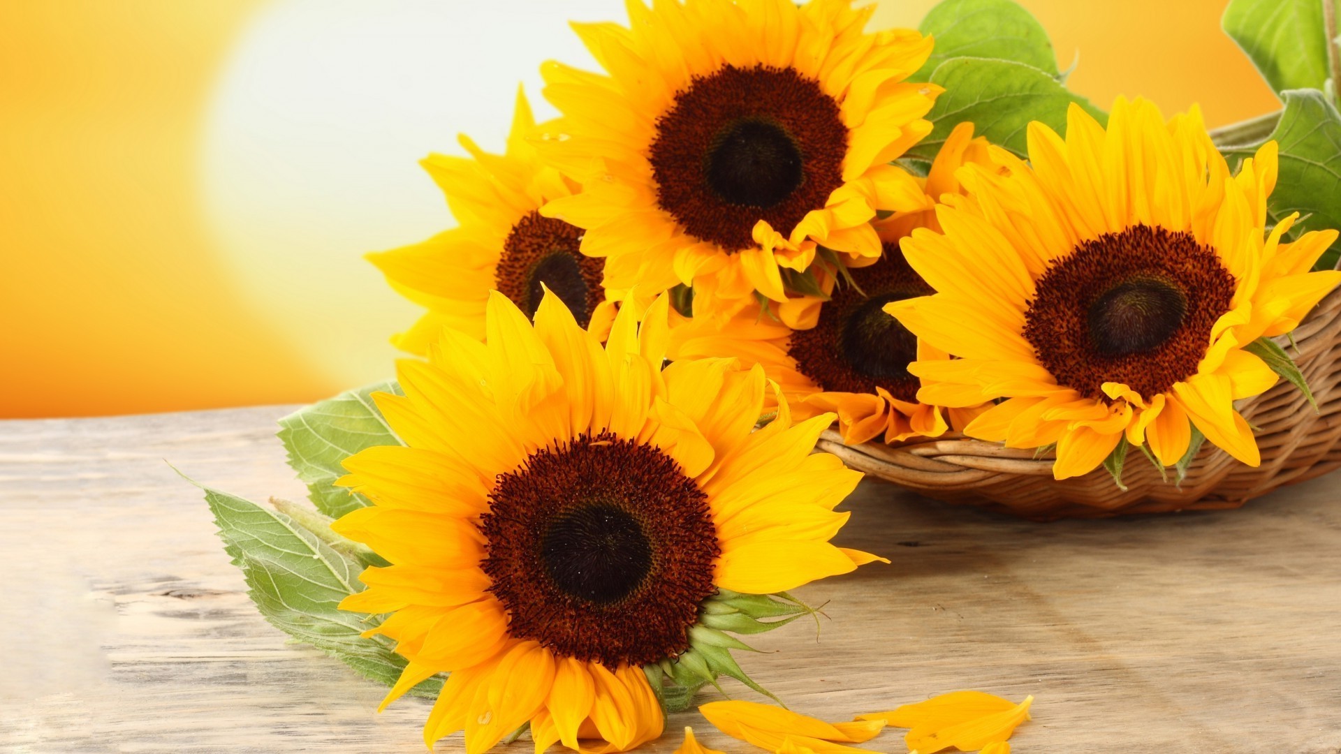 sunflowers nature flower flora leaf sunflower summer petal bright floral beautiful garden sun color desktop