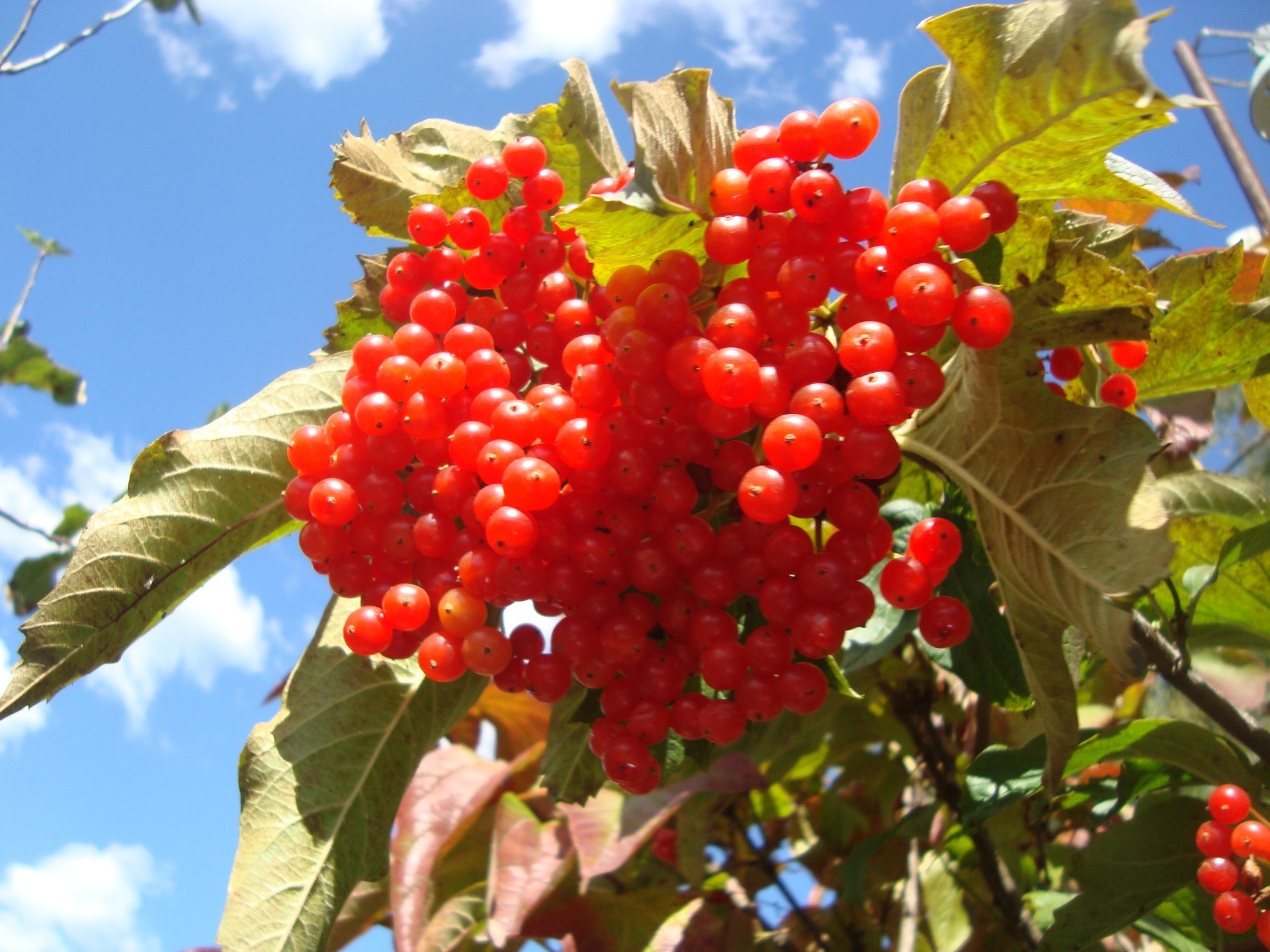 berries fruit leaf nature berry pasture food branch tree fall healthy season bunch summer outdoors juicy shrub crop flora garden