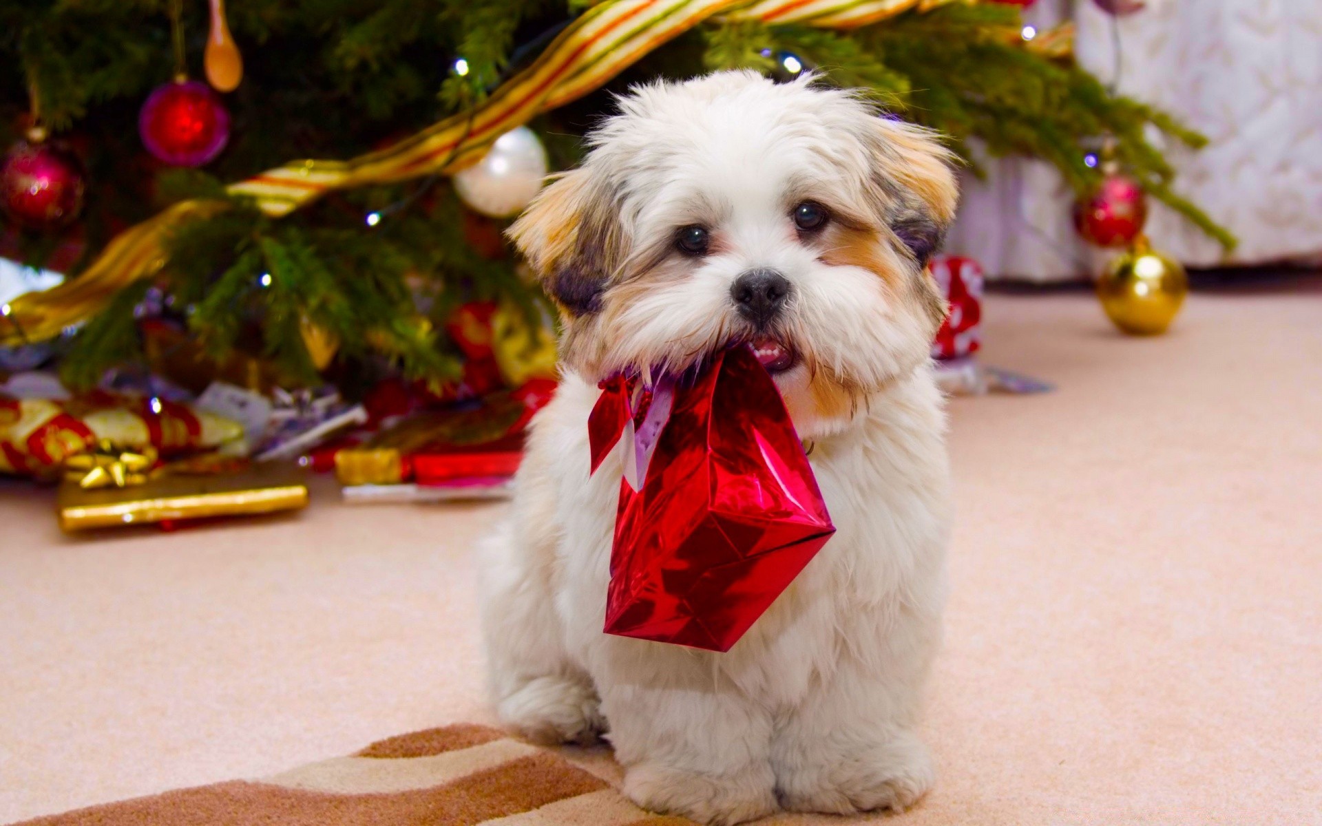 natal pequeno fofa pele animal de estimação cão férias mamífero inverno retrato