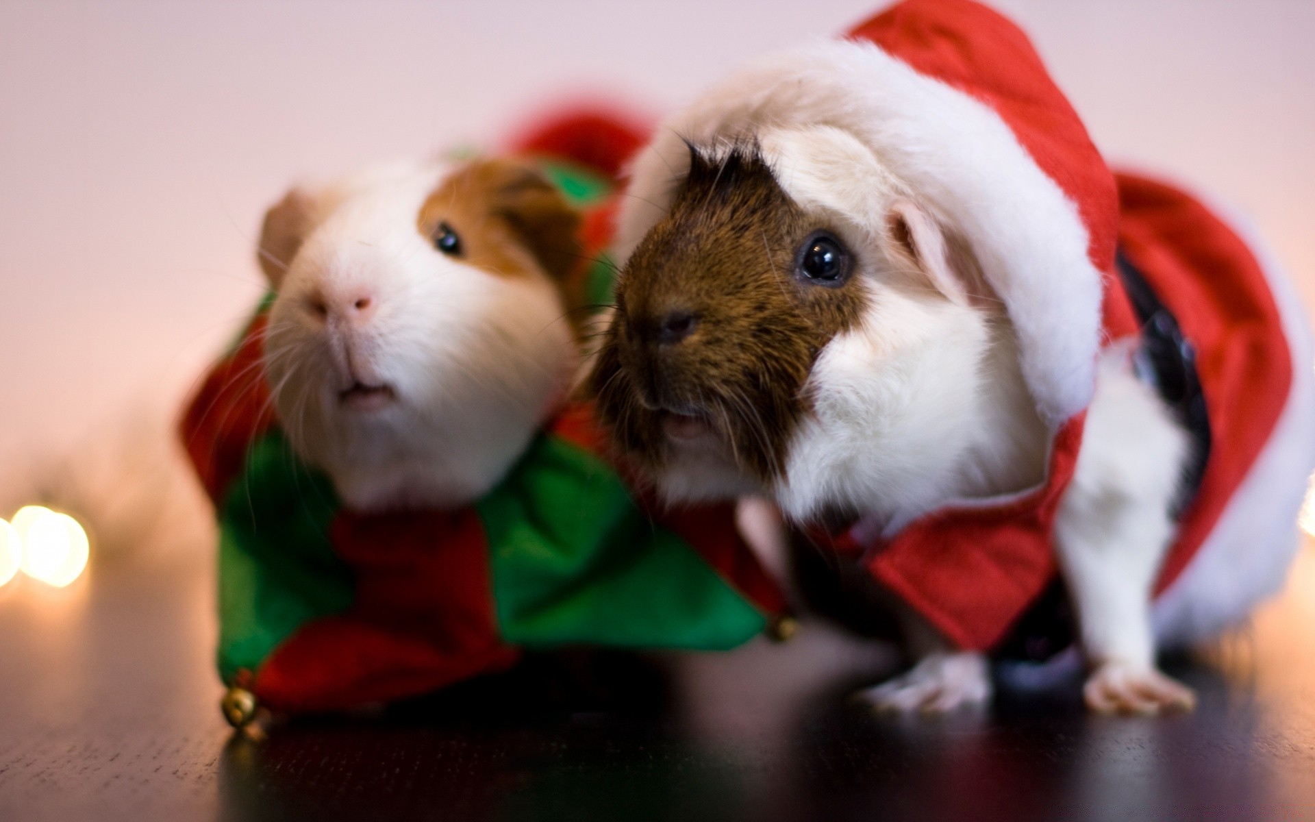 natale carino inverno mammifero piccolo ritratto vacanza uno divertente cibo cane