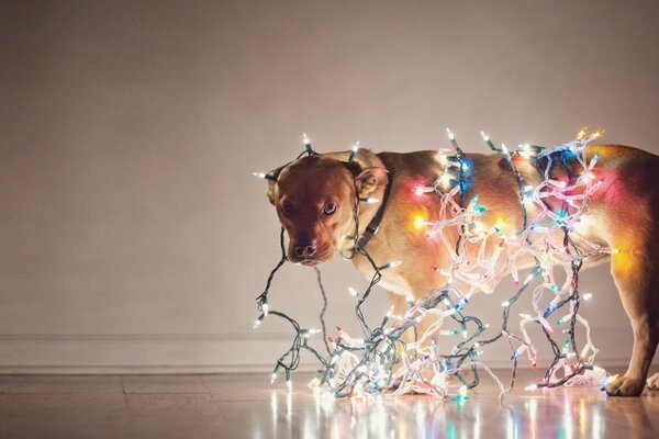 Decoration of a dog with a Christmas garland