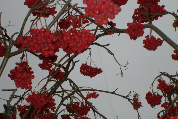 Branches de sorbier grappes de baies