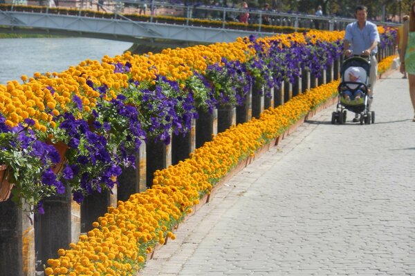 Alley of flowers on the city embankment