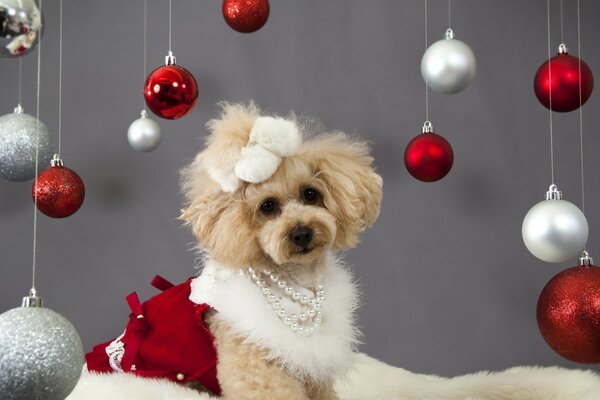 Cute dog with Christmas balls