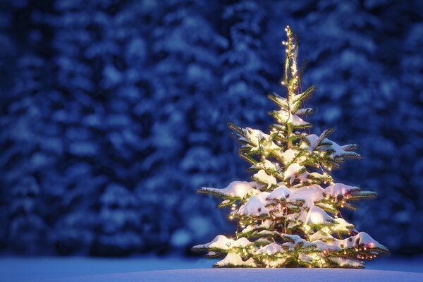 A small Christmas tree in the middle of a snow-covered forest