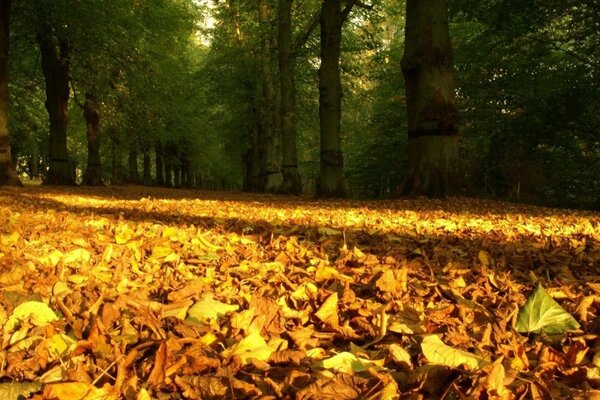 Fogliame giallo sullo sfondo della foresta