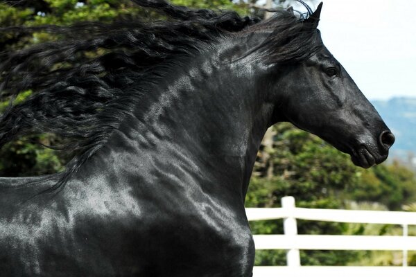 Cheval avec une crinière flottante dans le vent