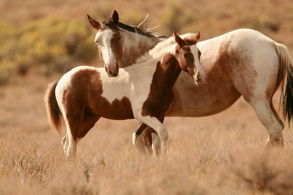 Chevaux chics dans le champ, maman et bébé