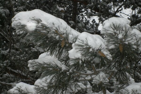 Tannenzweig mit Zapfen mit Schnee bedeckt