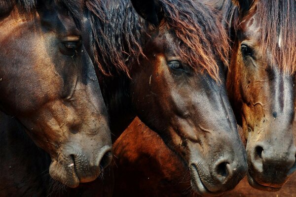 Los tres caballos que buscan